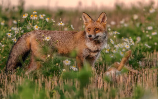 Fox field wildflowers deadanimal nature - wild free wallpaper for desktop