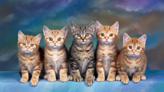 Kittens blueblanket clouds lesnabis orange - carlos catasse free wallpaper
