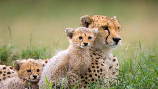 Cheetah cubs grass nature wildlife - looking free wallpaper