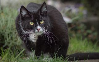 Black cat yellow eye grassy - a yellow eye free wallpaper
