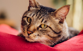 Cat sad redpillow animalphotography blurry - a red pillow free wallpaper