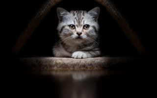 Cat reflection dark room black - face free wallpaper for desktop