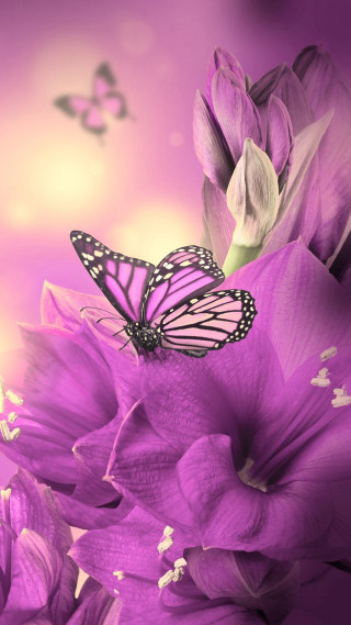 Butterfly purple flower flying background - butterfly free wallpaper for mobile