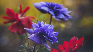 Flowers vase table blurry background - a blurry background of flowers free wallpaper