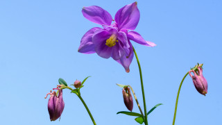 Purple flower yellow stamen blue - a stem free wallpaper