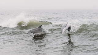 Dolphins surfboard waves ocean beach - a wave free wallpaper