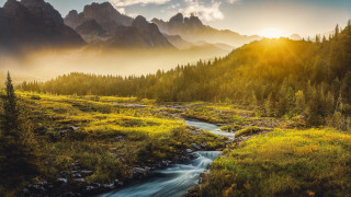 Stream forest hillside pine trees - hillside next free wallpaper
