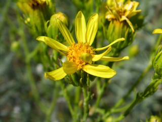 Yellow flower green leaves blurry - a yellow flower free wallpaper