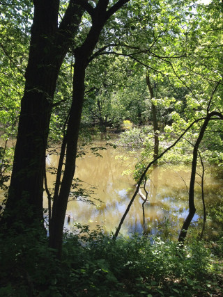 Pond trees bushes forest water - hudson river school free wallpaper for mobile