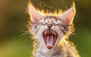 Cat yawning microscopic fireworks fox - mouth wide open free wallpaper