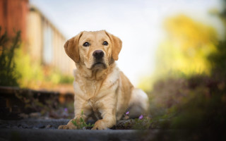 Dog traintrack autumn bushes flowers - the ground in front free wallpaper
