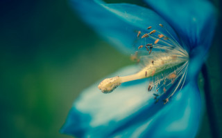 Blue flower green background macro 2 - a blue flower free wallpaper