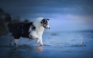 Dog standing water distance beach - a dog free wallpaper for desktop