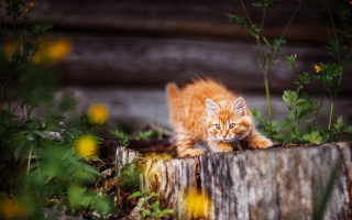 Small kitten wooden log garden - a small kitten free wallpaper