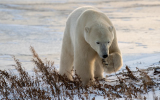 Polar bear snow grass fish - a polar bear free wallpaper