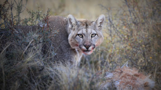 Mountain lion autumn blurry forest - its face and mouth free wallpaper