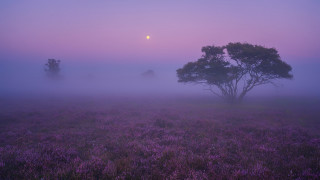 Foggy field lone tree full - a full moon in the distance free wallpaper