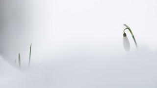 Plants snow white surface reflection - a light reflection free wallpaper