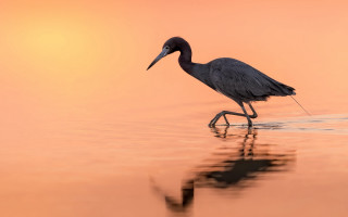 Bird walking water sunset photography - free sunset wallpaper
