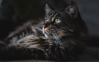 Cat regal renaissance portrait wolf - regal free wallpaper
