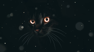 Glowing eyes cat dark snow - the camera in the dark free wallpaper