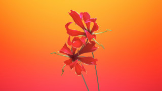 Red flower yellow background floating - this image free wallpaper