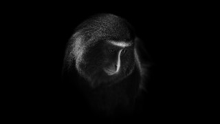 Monkey blackwhite dark background white - spot free wallpaper