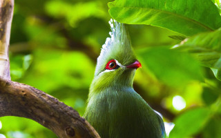 Green bird red eyes tree - charles bird king free wallpaper