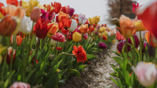 Flower field bokeh colorful sky - colorful flower free wallpaper