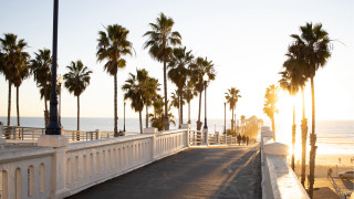 Long white fence palm trees - a beach in the background free wallpaper