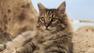 Cat green eyes rock water - regal free wallpaper for desktop