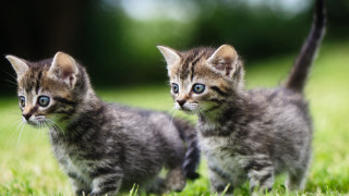 Kittens grass blue eyes curious - curious free wallpaper