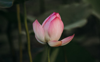 Pink flower green stem blurry 2 - bloom free wallpaper