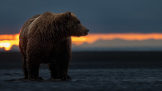 Brown bear beach sunset clouds - the background and a sun setting free wallpaper