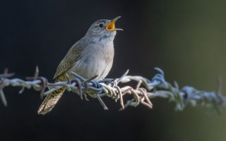 Bird beak fence assemblage macro - assemblage free wallpaper