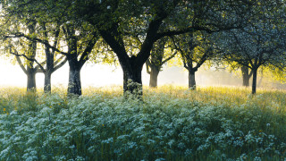 Field trees flowers fog sunbeam - a sunbeam in the distance free wallpaper