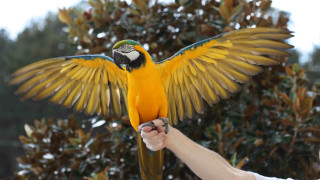 Parrot spread wings outdoors snow - adam rex free wallpaper