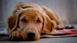 Sad shiba inu portrait blurry - a portrait free wallpaper