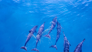 Dolphins ocean water wildlife photography - the camera mans eye free wallpaper