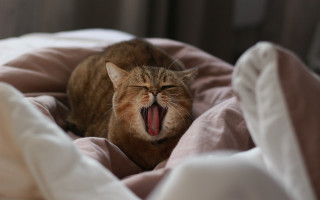 Cat yawning bed pinkblanket whitepillow - a bed free wallpaper
