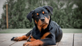 Dog laying wooden deck forest - a wooden deck next free wallpaper