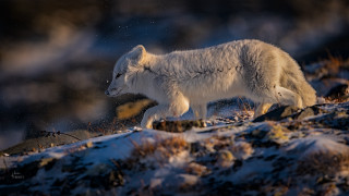 Polar bear snowy hill aurora - rock and grass free wallpaper for desktop
