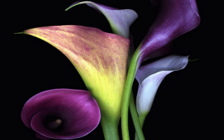 Purple flower green stem black - a green stem free wallpaper for desktop
