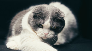 Cat serious green eyes black - a black surface free wallpaper