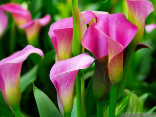Pink flower green leaves blurry 5 - derek chittock free wallpaper