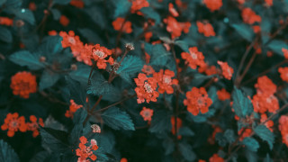 Red flowers bush autumn leaves - ann thetis blacker free wallpaper