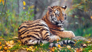 Tiger laying green field forest 2 - a tiger free wallpaper for desktop