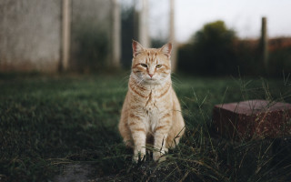 Sad cat in grass portrait - a portrait free wallpaper