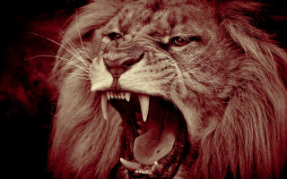Lion open mouth angry realistic - tooth wide open free wallpaper