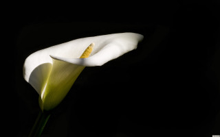White flower yellow stamen black - the end free wallpaper
